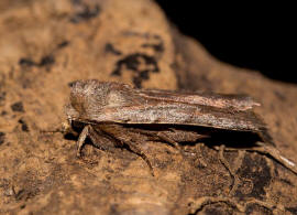 Cerastis rubricosa / Rotbraune Frühlings-Bodeneule / Nachtfalter - Eulenfalter - Noctuidae - Noctuinae