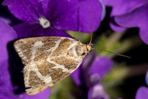 Deltote bankiana / Silbergestreiftes Grasmotteneulchen / Silbereulchen / Nachtfalter - Eulenfalter - Noctuidae - Eustrotiinae