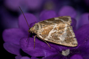 Deltote bankiana / Silbergestreiftes Grasmotteneulchen / Silbereulchen / Nachtfalter - Eulenfalter - Noctuidae - Eustrotiinae