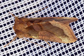Diachrysia chrysitis Komplex / Messingeule / Nachtfalter - Eulenfalter - Noctuidae - Plusiinae