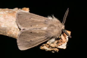 Diaphora mendica / Grauer Fleckleibbär / Graubär / Nachtfalter - Eulenfalter - Erebidae - Bärenspinner - Arctiinae