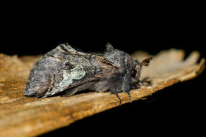 Diloba caeruleocephala / Blaukopf / Nachtfalter - Eulenfalter - Noctuidae - Dilobinae