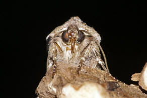 Egira conspicillaris / Holzrindeneule / Nachtfalter - Eulenfalter - Noctuidae - Hadeninae