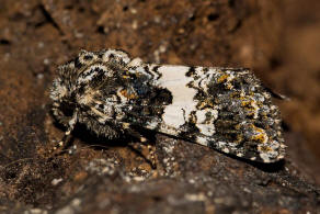 Hadena compta / Weibinden-Nelkeneule / Nachtfalter - Eulenfalter - Noctuidae - Hadeninae