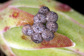 Hecatera dysodea / Kompasslattich-Eule (Eigelege) / Nachtfalter - Eulenfalter - Noctuidae - Hadeninae
