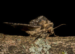 Oligia strigilis / Striegel-Halmeulchen / Nachtfalter - Eulenfalter - Noctuidae - Xyleninae