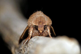 Orthosia cerasi / Rundflügel-Kätzcheneule / Nachtfalter - Eulenfalter - Noctuidae - Hadeninae