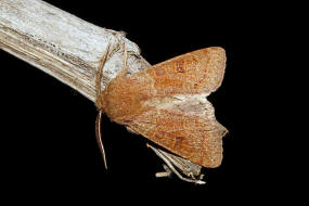 Orthosia miniosa / Rötliche Kätzcheneule / Nachtfalter - Eulenfalter - Noctuidae - Hadeninae