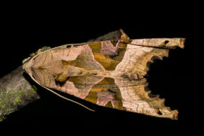 Phlogophora meticulosa / Achateule / Nachtfalter - Eulenfalter - Noctuidae - Hadeninae