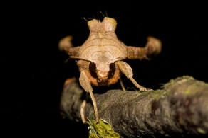 Phlogophora meticulosa / Achateule / Nachtfalter - Eulenfalter - Noctuidae - Hadeninae