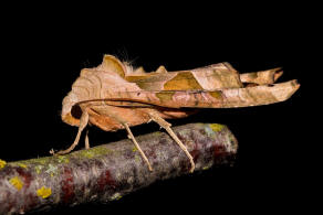 Phlogophora meticulosa / Achateule / Nachtfalter - Eulenfalter - Noctuidae - Hadeninae