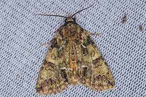 Polyphaenis sericata / Bunte Ligustereule / Nachtfalter - Eulenfalter - Noctuidae - Xyleninae