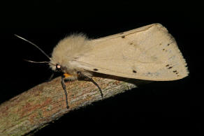 Spilarctia lutea / Gelber Fleckleibbär / Nachtfalter - Eulenfalter - Erebidae - Bärenspinner - Arctiinae