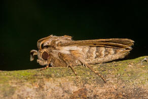Tholera decimalis / Weißgerippte Lolcheule / Große Raseneule / Nachtfalter - Eulenfalter - Noctuidae - Hadeninae