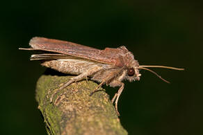 Xestia xanthographa / Braune Spätsommer-Bodeneule / Nachtfalter - Eulenfalter - Noctuidae - Noctuinae