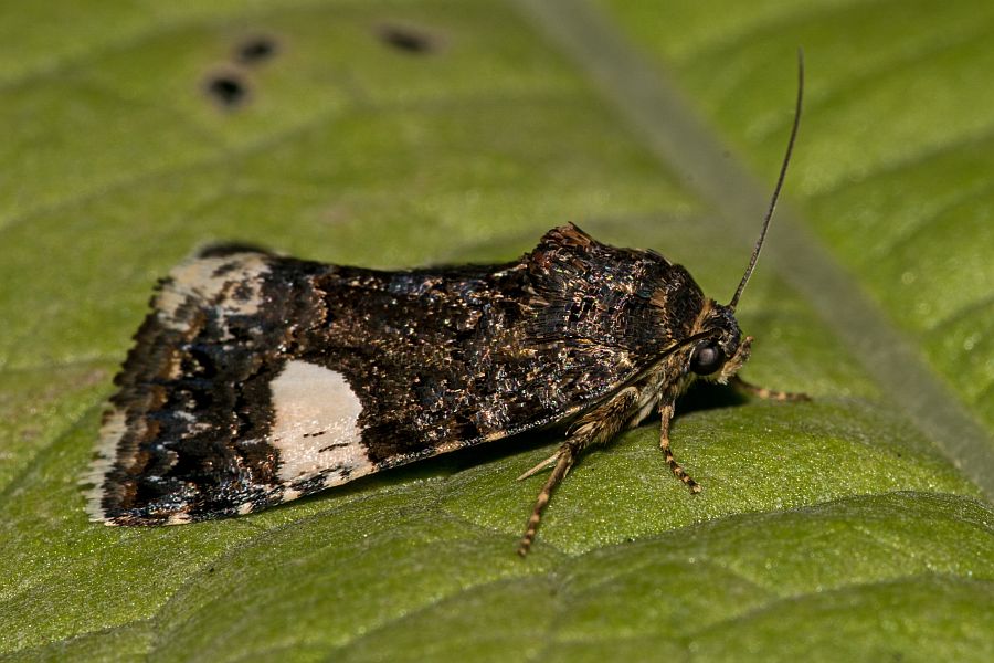 Tyta luctuosa / Ackerwinden-Trauereule / Nachtfalter - Eulenfalter - Noctuidae - Metoponiinae