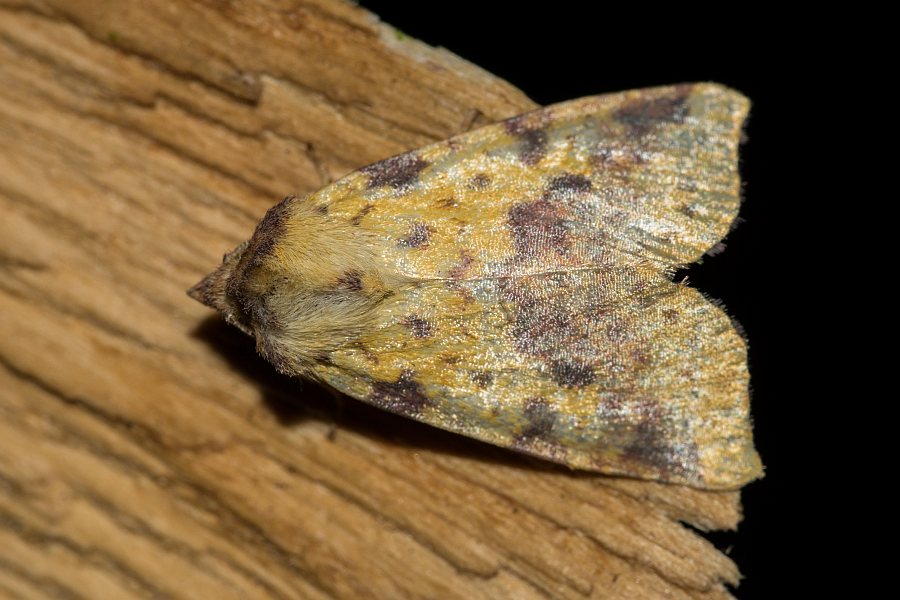 Xanthia togata / Violett-Gelbeule / Weiden-Gelbeule / Nachtfalter - Eulenfalter - Noctuidae - Xyleninae