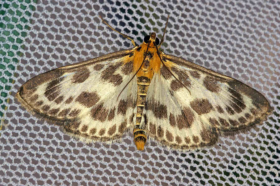 Anania hortulata (syn. Eurrhypara hortulata) / Brennnesselzünsler / Nachtfalter - Zünsler - Crambidae - Pyraustinae