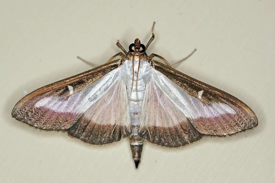 Cydalima perspectalis / Buchsbaumzünsler / Nachtfalter - Zünsler - Crambidae - Spilomelinae