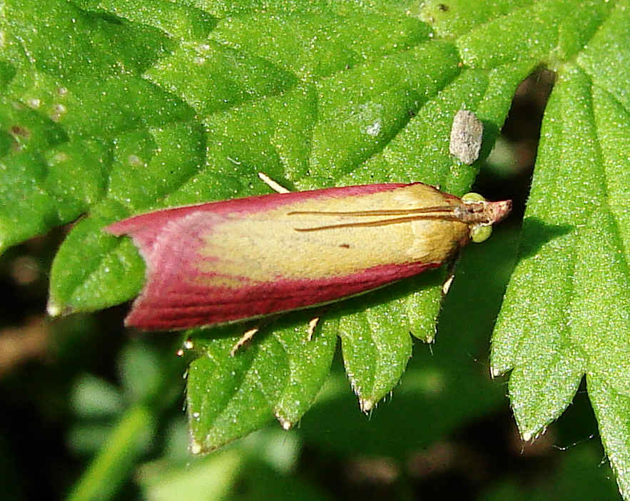 Oncocera semirubella / Rhabarberzünsler / Nachtfalter - Zünsler - Pyralidae - Phyticinae