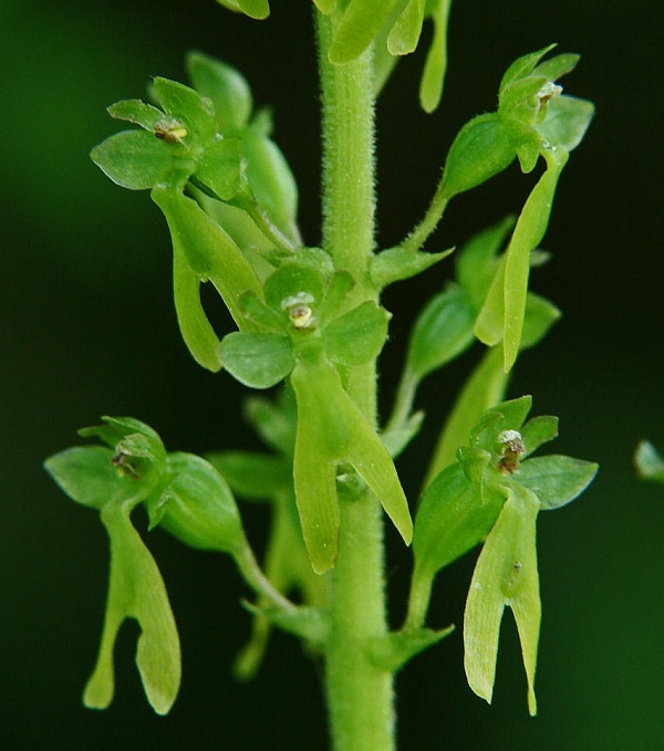 Listera ovata  (= Neottia ovata) / Großes Zweiblatt / Orchidaceae / Orchideengewächse §