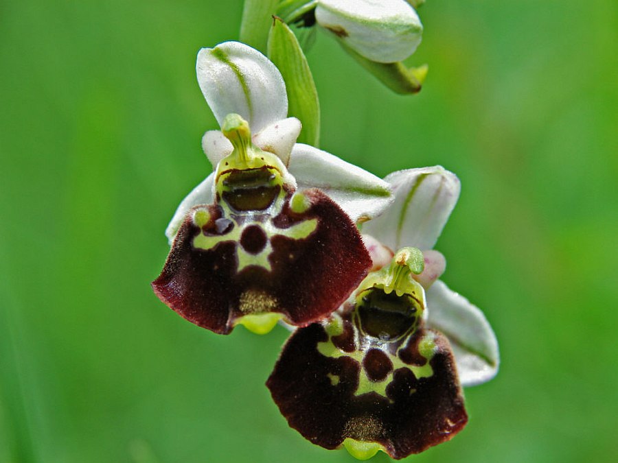 Ophrys holoserica / Hummel-Ragwurz / Orchidaceae / Orchideengewächse / Rote Liste 2 / §