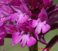 Anacamptis pyramidalis / Hundswurz / Spitzorchis / Orchidaceae / Orchideengewächse