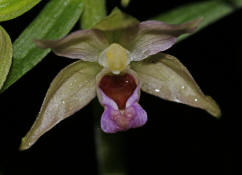 Epipactis helleborine / Breitblttrge Stendelwurz / Orchidaceae / Orchideengewchse / Orchidee des Jahres 2008