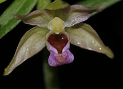 Epipactis helleborine / Breitblttrge Stendelwurz / Orchidaceae / Orchideengewchse / Orchidee des Jahres 2008