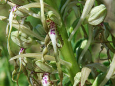 Himantoglossum hircinum / Bocks-Riemenzunge / Orchidaceae / Orchideengewchse
