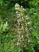 Himantoglossum hircinum / Bocks-Riemenzunge / Orchidaceae / Orchideengewchse