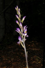 Limodorum abortivum / Violetter Dingel / Orchidaceae / Orchideengewächse