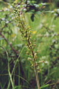  Listera ovata (= Neottia ovata) / Großes Zweiblatt / Orchidaceae / Orchideengewächse