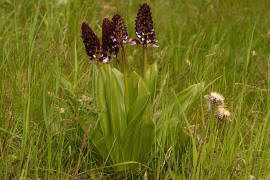 Orchis purpurea / Purpur - Knabenkraut / Orchidaceae / Orchideengewächse