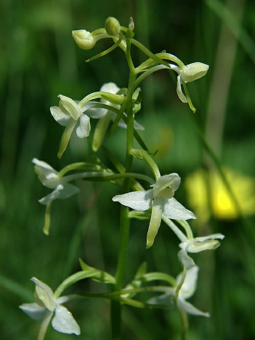 Platanthera bifolia / Zweiblättrige Waldhyazinthe / Orchidaceae / Orchideengewächse 
