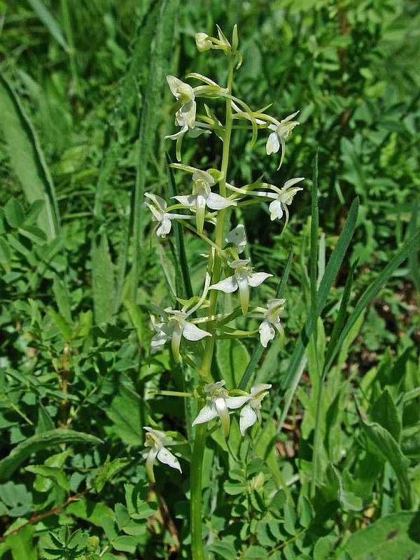 Platanthera bifolia / Zweiblättrige Waldhyazinthe / Orchidaceae / Orchideengewächse 