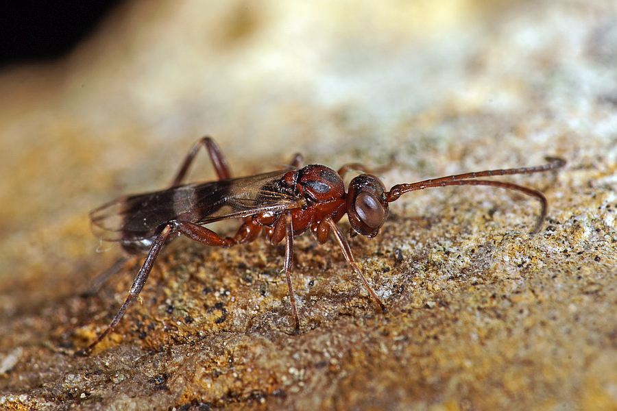 Gelis areator / Ohne deutschen Namen / Schlupfwespen - Ichneumonidae - Cryptinae (früher Gelinae)