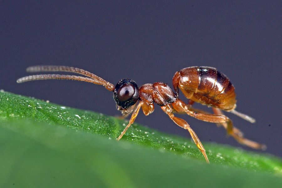 Gelis proximus / Ohne deutschen Namen / Schlupfwespen - Ichneumonidae