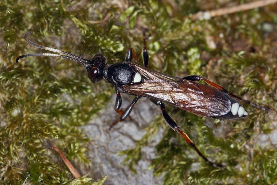 Ichneumon bucculentus / Ohne deutschen Namen / Schlupfwespen - Ichneumonidae / Ordnung: Hautflügler - Hymenoptera