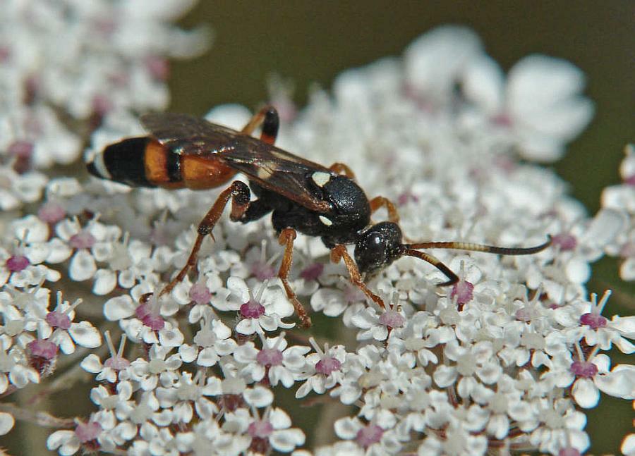 Ichneumon sarcitorius / Flicken-Schlupfwespe (Weibchen) / Schlupfwespen - Ichneumonidae / Ordnung: Hautflügler - Hymenoptera