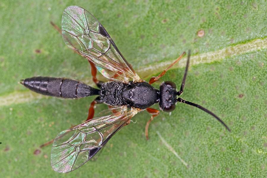 Lochetica westoni / Ohne deutschen Namen / Schlupfwespen - Ichneumonidae - Cryptinae