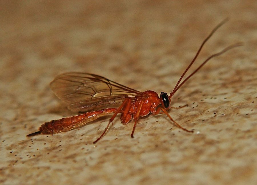 Netelia spec. / Schlupfwespe / Schlupfwespen - Ichneumonidae