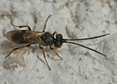 Braconidae spec. (Unterfamilie Cheloninae) / Unbestimmte Brackwespe