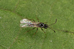 Eucoilinae (Figitidae) / Überfamilie: Gallwespenartige - Cynipoidea