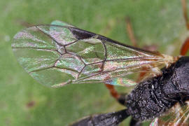 Lochetica westoni / Ohne deutschen Namen / Schlupfwespen - Ichneumonidae - Cryptinae