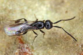 Megaspilidae / Überfamilie: Ceraphronoidea / Teilordnung: Legimmen - Parasitica