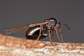 Neuroterus quercusbaccarum / Eichenlinsengallwespe / Gallwespen - Cynipidae / Ordnung: Hautflügler - Hymenoptera