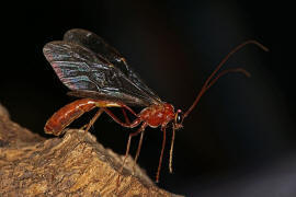 Ophion spec. / Schlupfwespe / Schlupfwespen - Ichneumonidae