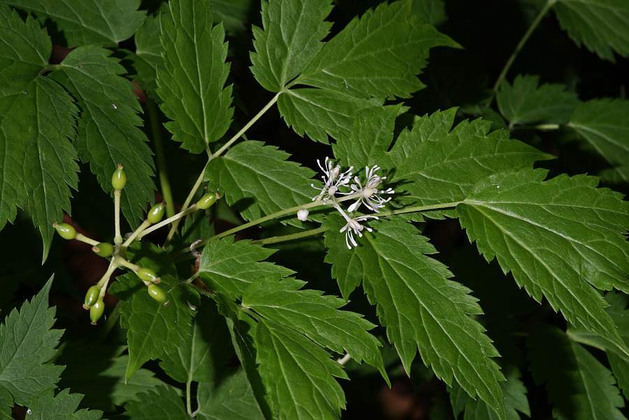 Actaea spicata / Ähriges Christophskraut / Ranunculaceae / Hahnenfußgewächse