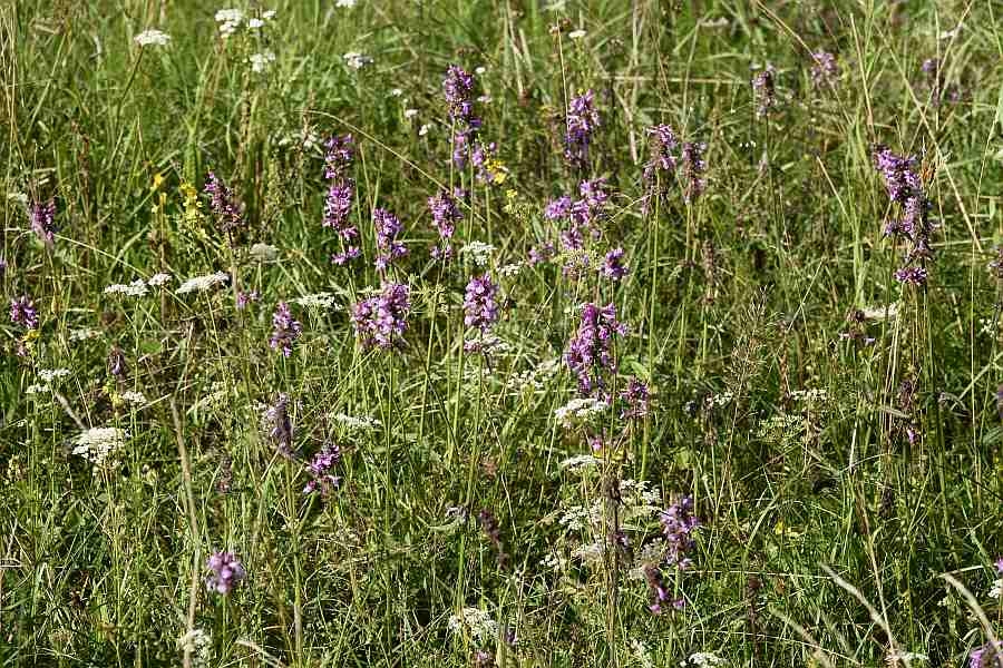 Betonica officinalis / Echte Betonie / Heil-Ziest / Lamiaceae / Lippenblütengewächse